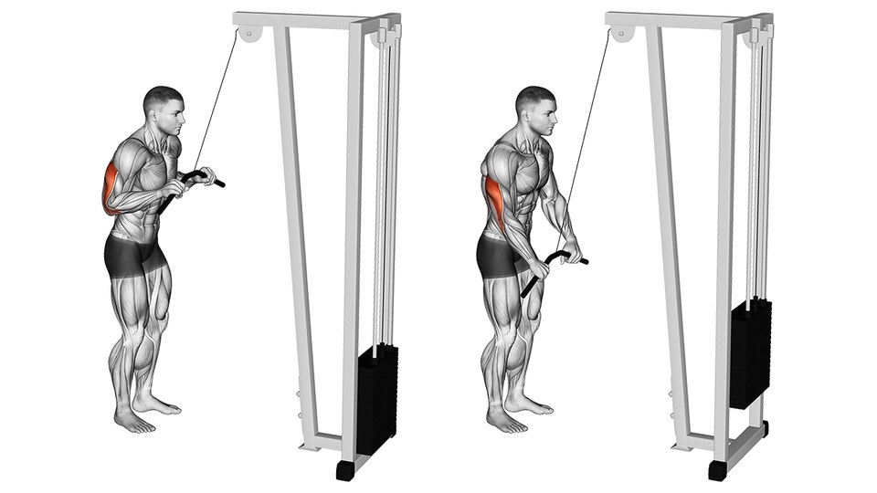 Anatomical illustration of a cable triceps pushdown, drawn as two frames side by side on white. A muscle-anatomy figure in shorts stands facing a cable tower, seen from his left side, holding a black angled bar with an overhand grip on a cable running from a pulley at the top of the tower. In the left frame the elbows are bent past a right angle and the bar is at chest height, with the weight stack down. In the right frame the elbows are straight and the bar is down at the front of the thighs, with the stack raised. In both frames the upper arm stays down at the side and the back of the near upper arm is highlighted in orange, from the shoulder to the elbow — the triceps.