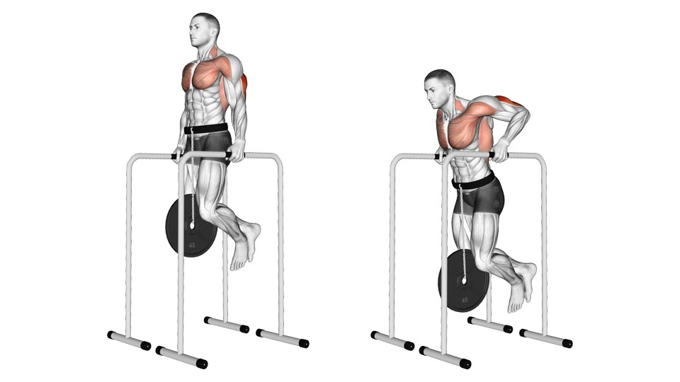 Two side-view anatomical frames of a man performing dips on high parallel bars with a plate hanging from a dip belt, from straight arms at the top to bent elbows and a forward-leaning torso at the bottom, with chest, shoulders and triceps highlighted.