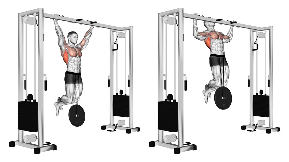 Anatomical illustration of a strict weighted pull-up at the hanging and top positions, with a plate suspended from a dip belt and the upper back and arm muscles highlighted.