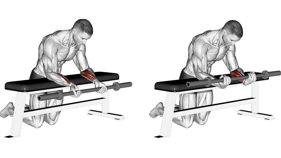 Anatomical illustration of a seated palms-up barbell wrist curl with the forearms supported on a bench and the forearm flexors highlighted.