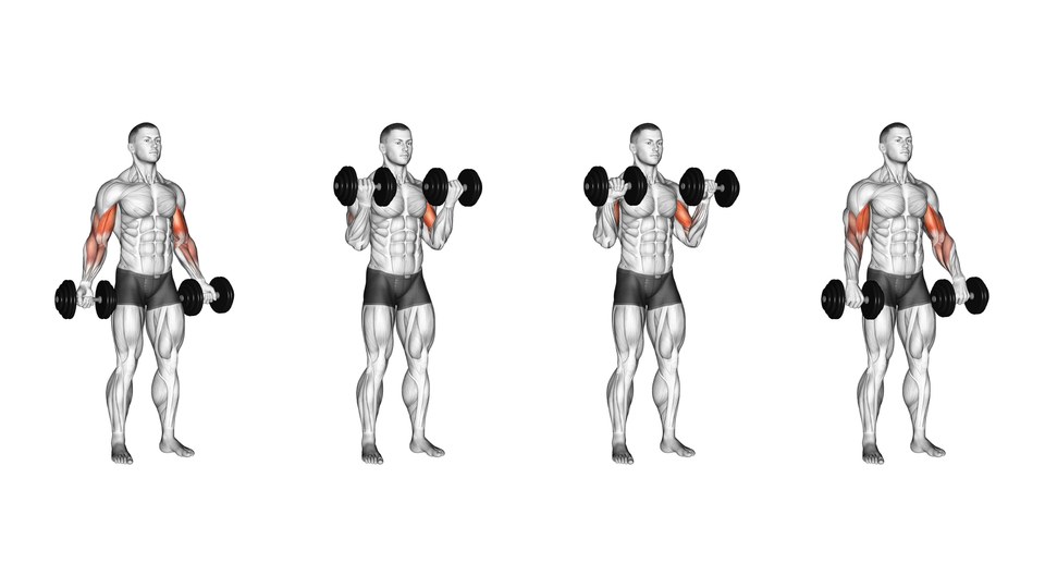 Four-frame anatomical illustration of a standing dumbbell Zottman curl, curling palms-up, rotating at the top and lowering palms-down, with the elbow flexors highlighted.